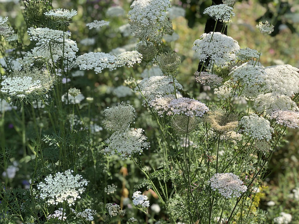 Beautiful Gardens with Summer Planting Schemes | HollandGreen